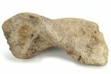 Hadrosaur Astragalus (Ankle Bone) - Wyoming #229176-1